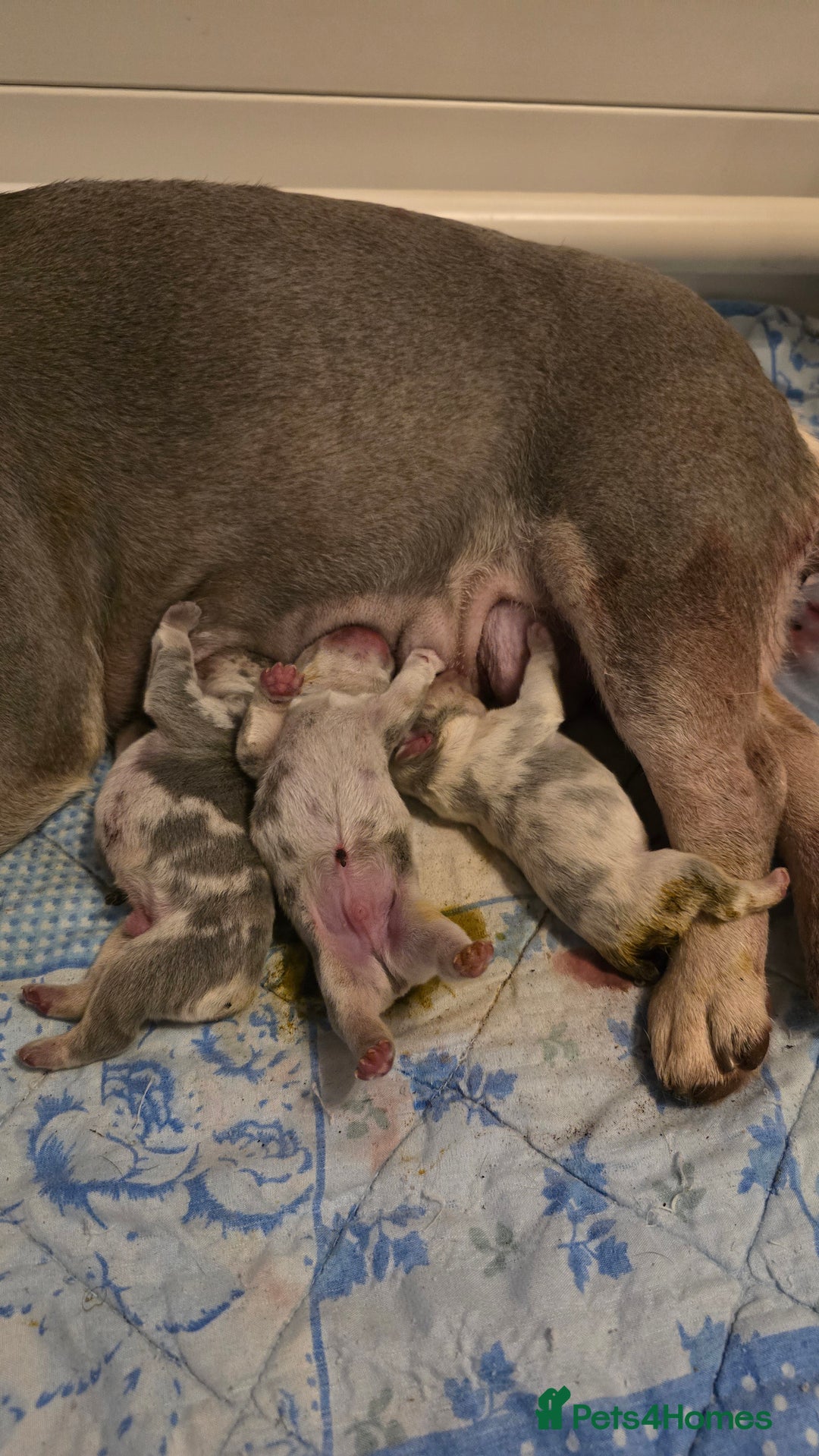French Bulldog dogs for sale: FRENCH BULLDOG ** - Image 6