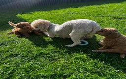 Toy Poodle dogs for sale: Gorgeous kc registered toy poodle pups  - Image 6
