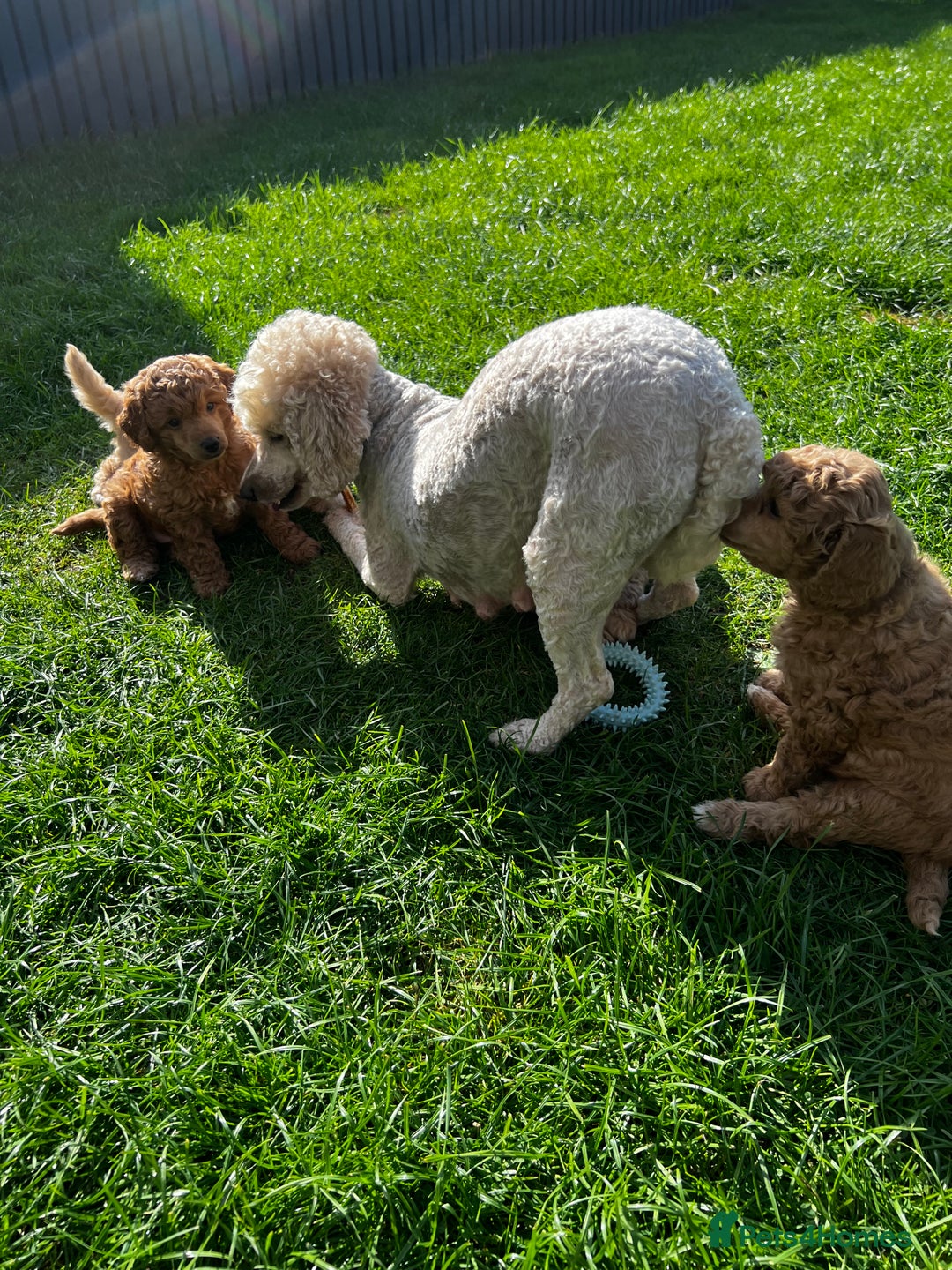 Toy Poodle dogs for sale: Gorgeous kc registered toy poodle pups  - Image 6