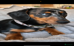 Miniature Dachshund dogs for sale: 2 year old girl  - Image 2