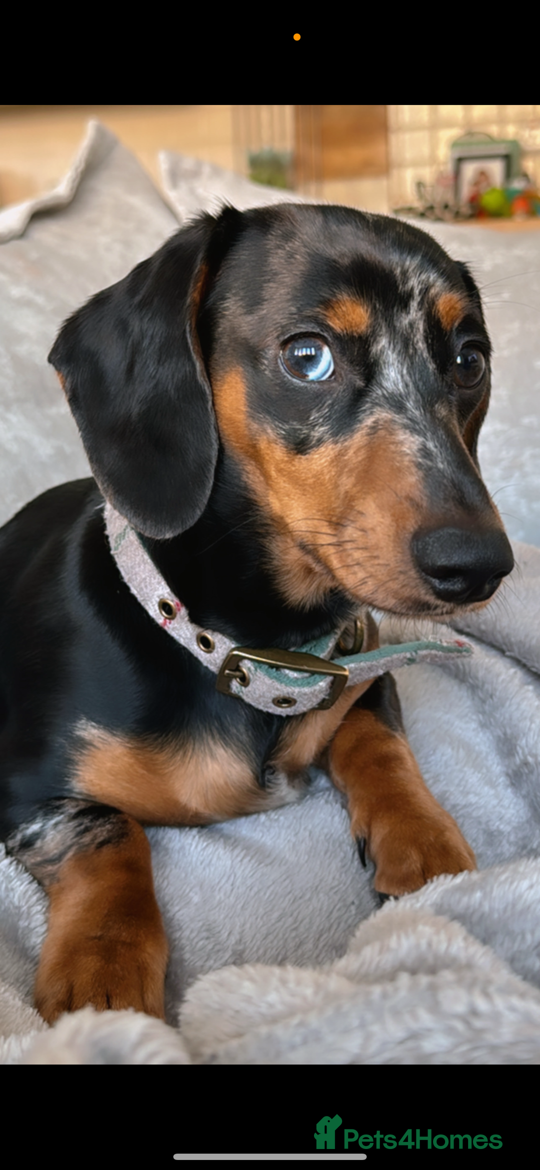 Miniature Dachshund dogs for sale: 2 year old girl  - Image 2