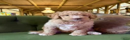 Bernedoodle dogs for sale: F1b Apricot Medium Bernedoodle  - Advert 22