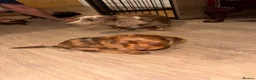 Miniature Dachshund dogs for sale: Miniature dachshund dapple in Warrington - Advert 8