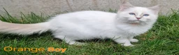 Ragdoll cats for sale: Ragdoll Kittens Ready For Forever Homes - Advert 8