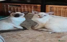 Siamese cats for sale: Meet peggy - Image 4
