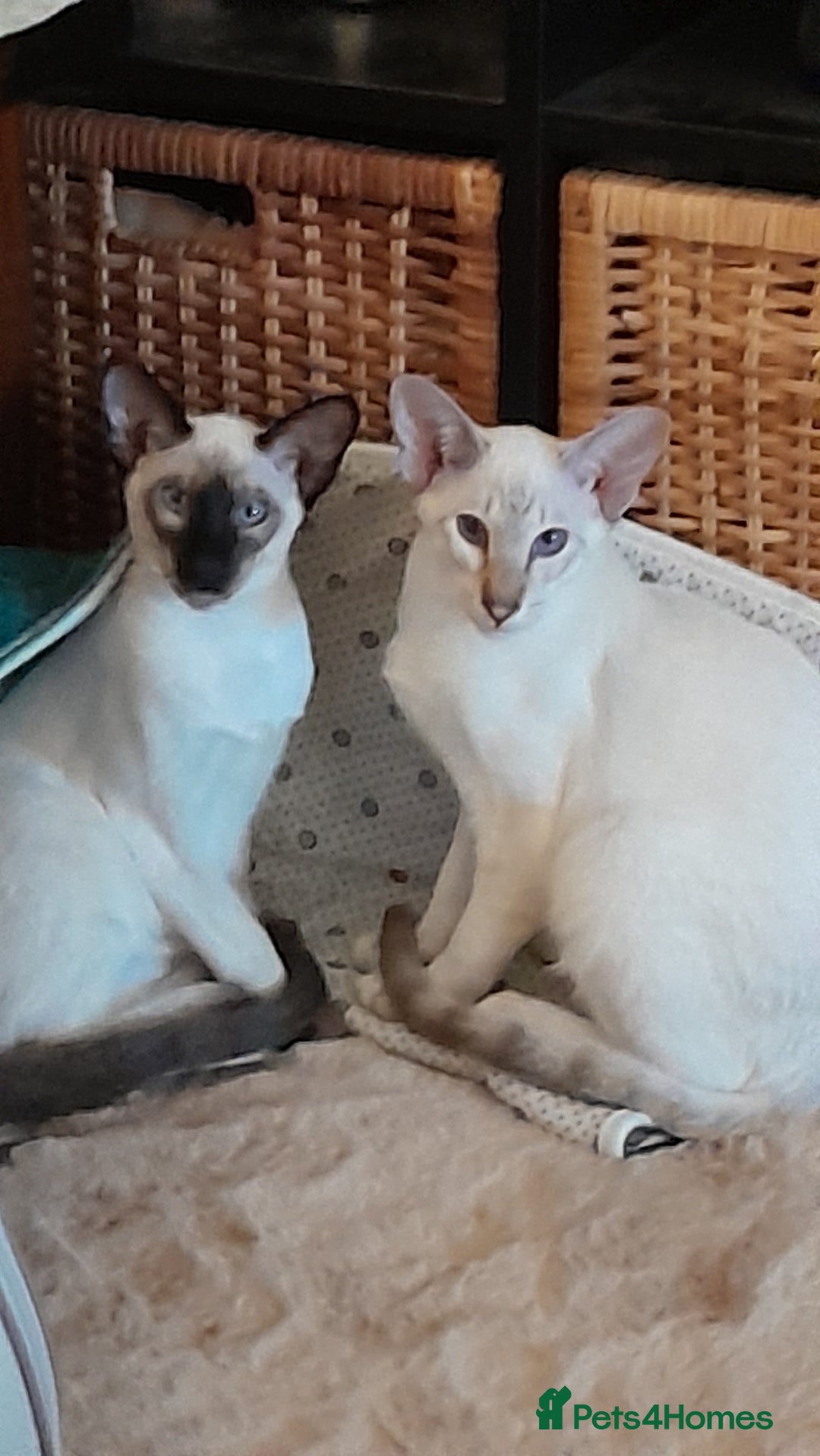 Siamese cats for sale: Meet peggy - Image 4