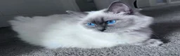 Ragdoll cats for sale: Blue eyed beautiful ragdoll male  - Advert 11
