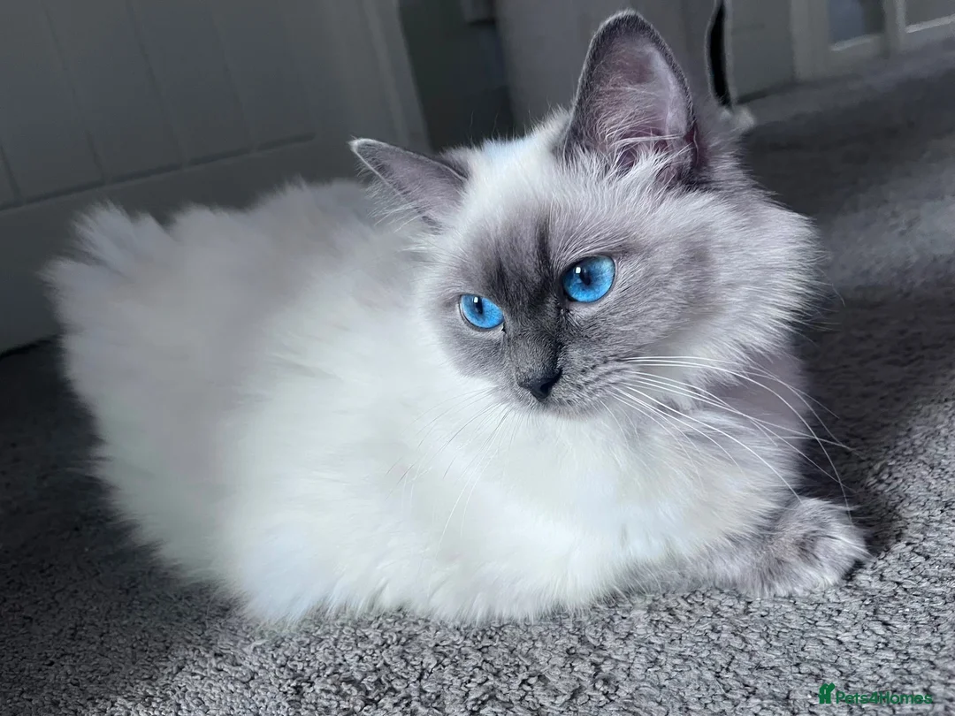 Ragdoll cats for sale: Blue eyed beautiful ragdoll male  - Advert 11