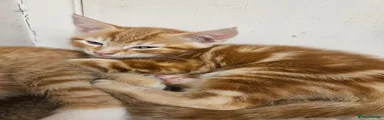 Mixed Breed 2