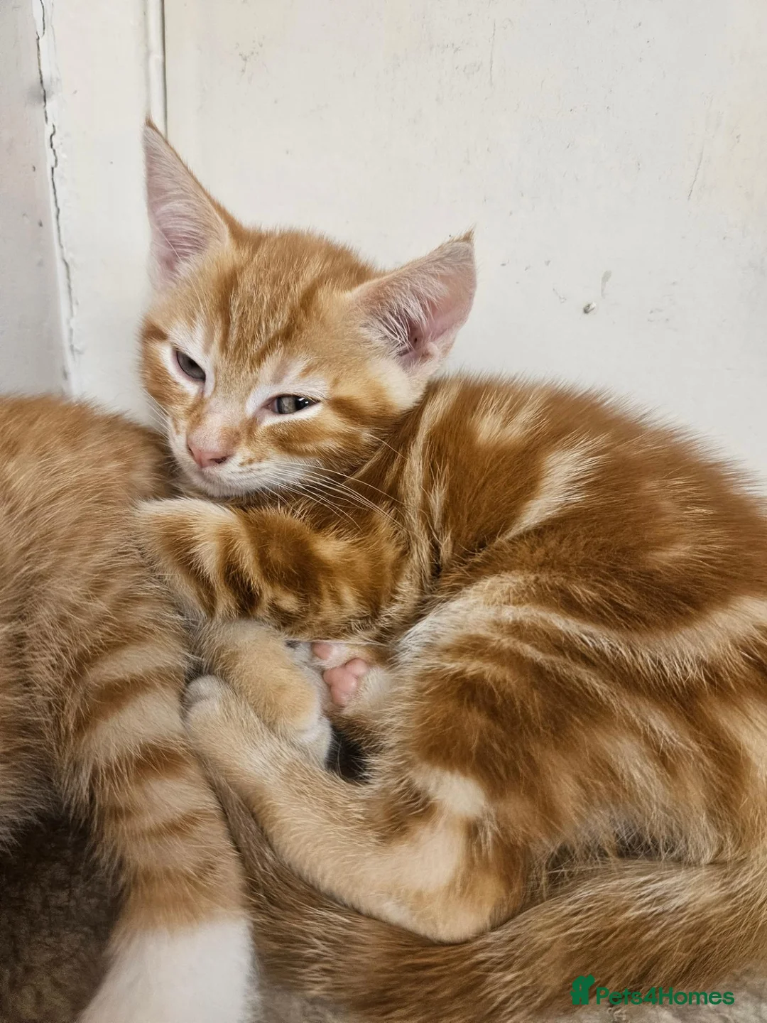 Mixed Breed cats for sale: Two ginger male kittens ready now - Advert 4