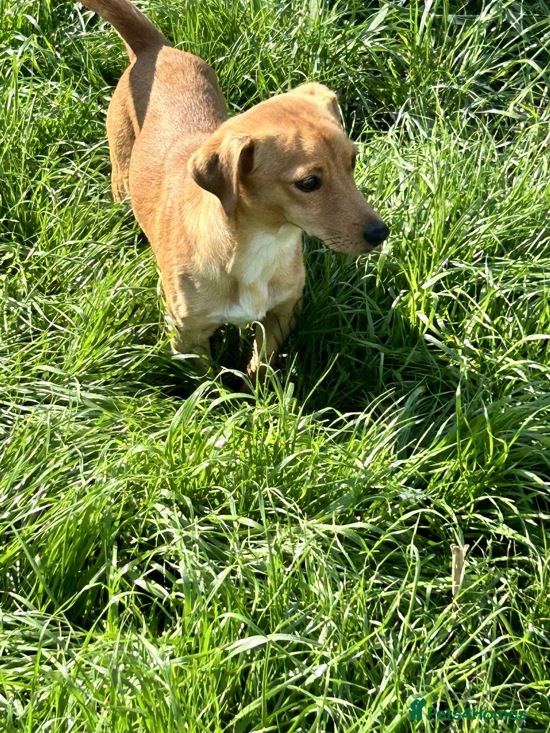 Mixed Breed dogs for adoption: Jeffrey Still smiling.Still waiting for his people - Advert 10