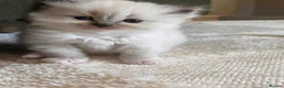 Ragdoll cats for sale: beautiful fluffy ragdolls - Advert 13