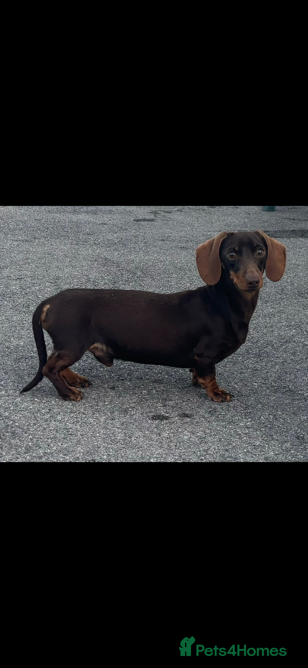 Miniature Dachshund dogs for sale: KC Miniature dachshunds - Advert 17
