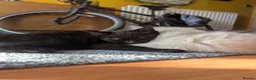 Ragdoll cats for sale: Black 3/4 ragdoll female kitten in Glasgow - Advert 7