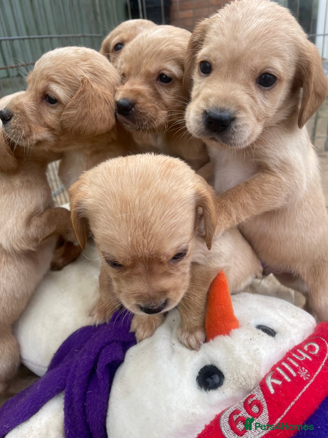 Cockerdor dogs for sale: Labrador X Cocker Pups  - Image 4
