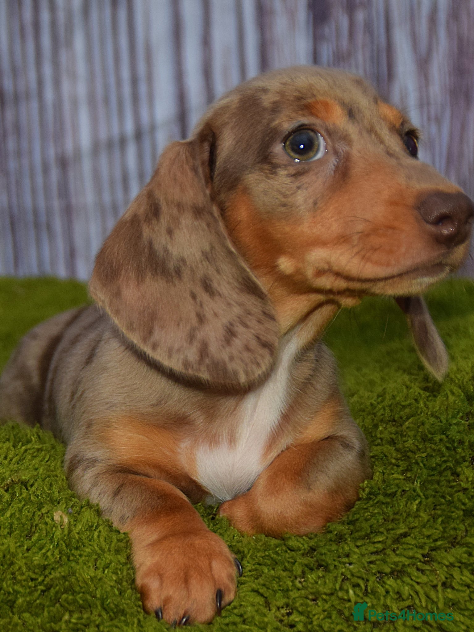 Miniature Dachshund dogs Kc reg mini dachunds  - Advert 12