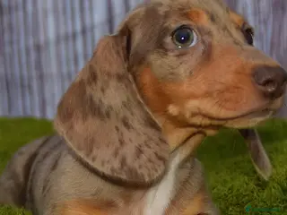 Miniature Dachshund dogs Kc reg mini dachunds - Advert 12