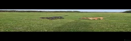 Staffordshire Bull Terrier dogs for stud: Staffordshire-bull-terrier for STUD - Advert 5