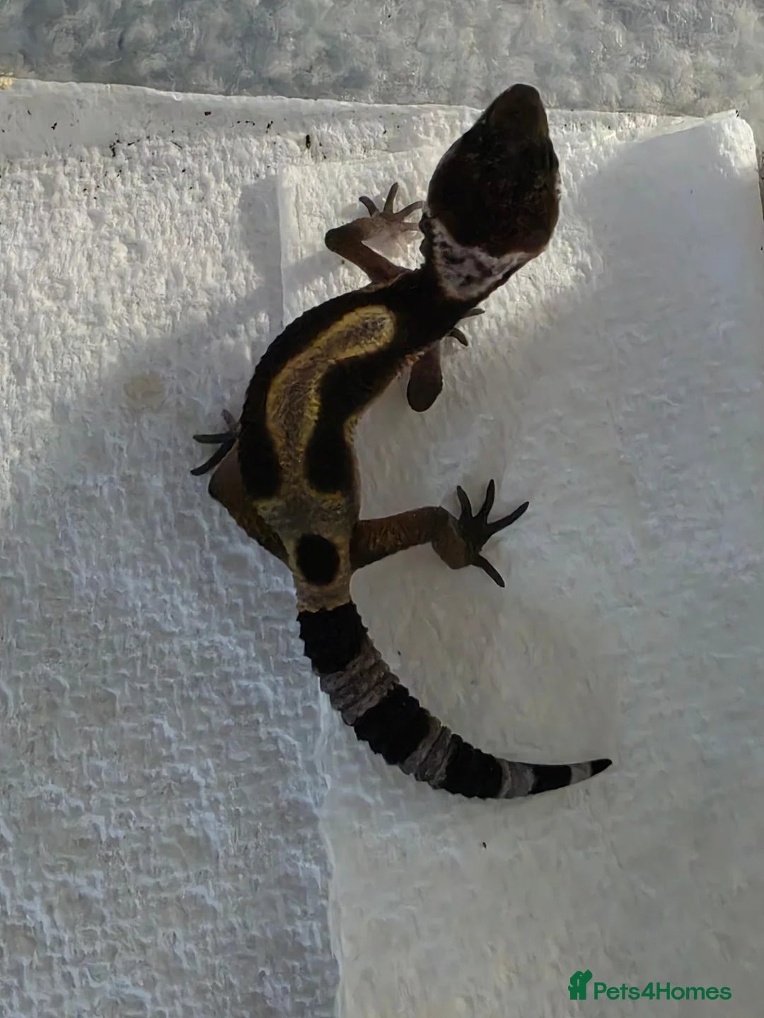 Gecko reptiles for sale: Lepord gekos black night x tangerine babys in Tiverton - Advert 2