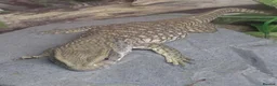 Monitor reptiles for sale: young Bosc monitor for sale - Advert 2