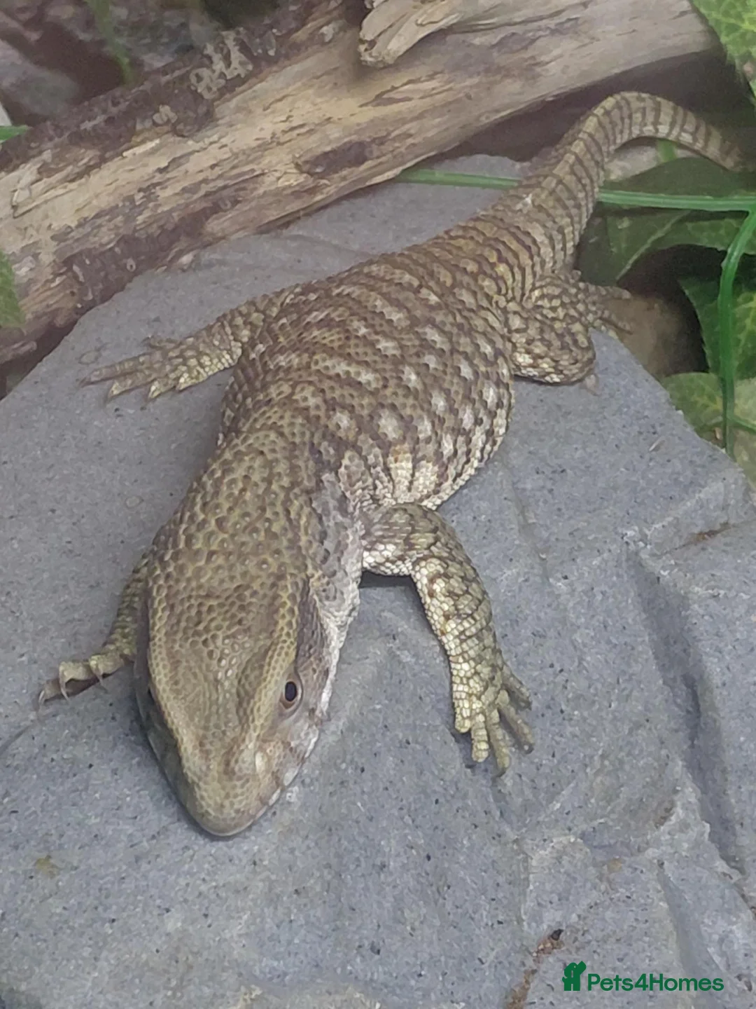 Monitor reptiles for sale: young Bosc monitor for sale - Advert 2