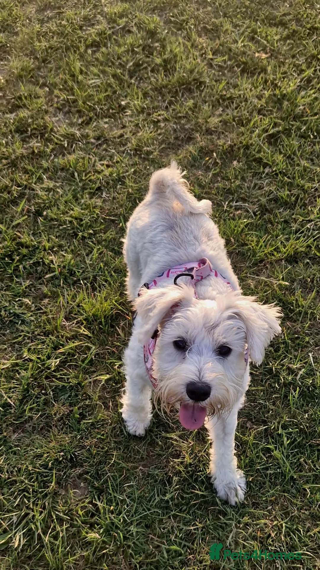 Miniature Schnauzer dogs for sale: Miniature schnauzer puppies  - Advert 1