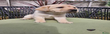 Labrador Retriever 7