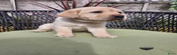 Labrador Retriever dogs for sale: Golden Labrador Puppies - Advert 18