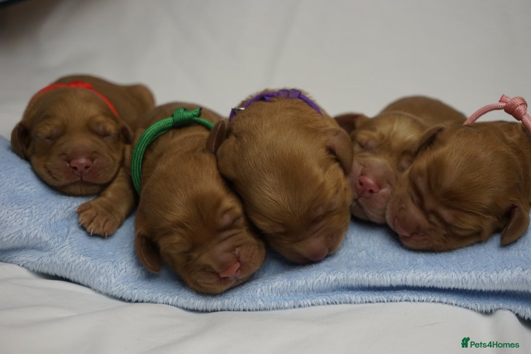 Mixed Breed dogs for sale: Golden Cocker Spaniel  - Image 14