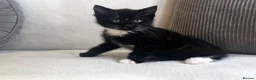 Mixed Breed cats for sale: 3 kittens looking for forever homes in Cannock - Advert 3