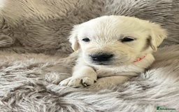 Golden Retriever dogs for sale: KC REGISTERED GOLDEN RETRIEVER PUPS - Image 27