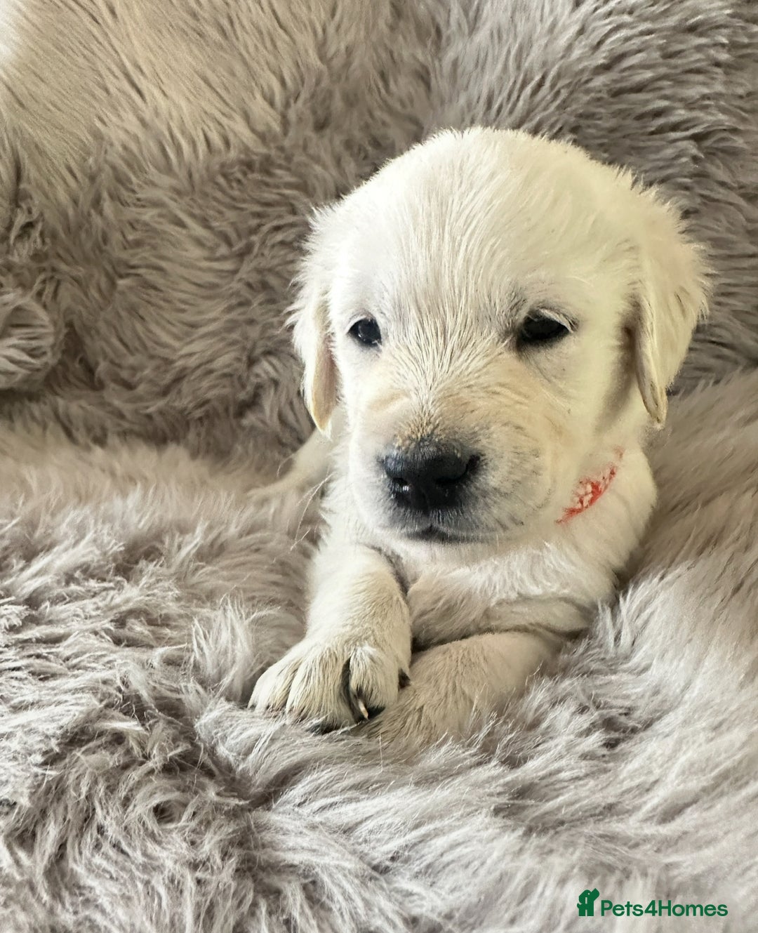 Golden Retriever dogs for sale: KC REGISTERED GOLDEN RETRIEVER PUPS - Image 27