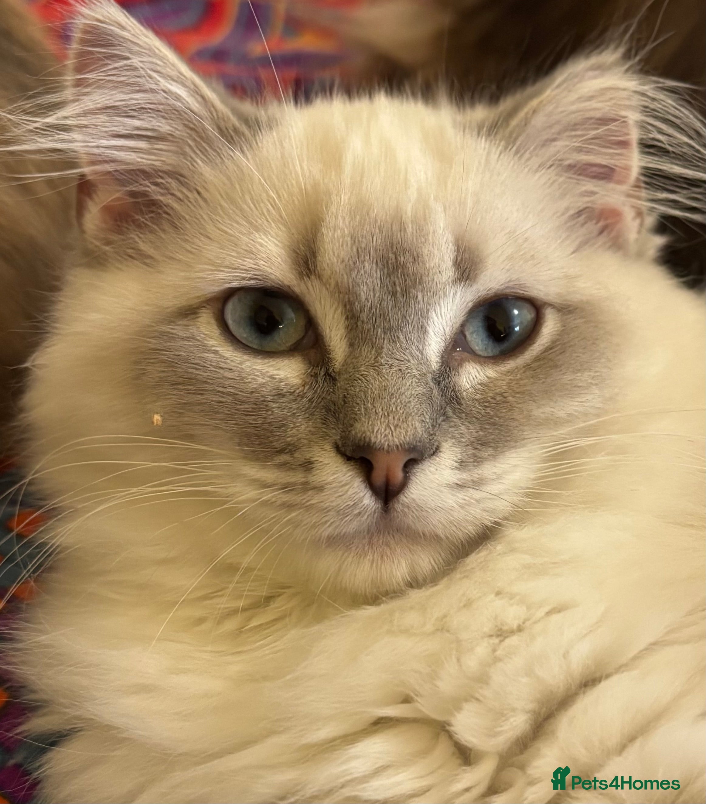 Ragdoll cats TICA reg blue point tabby mitted girl ragdoll - Advert 4