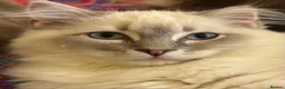 Ragdoll cats for sale: TICA reg blue point tabby mitted girl ragdoll in Fleet - Advert 1