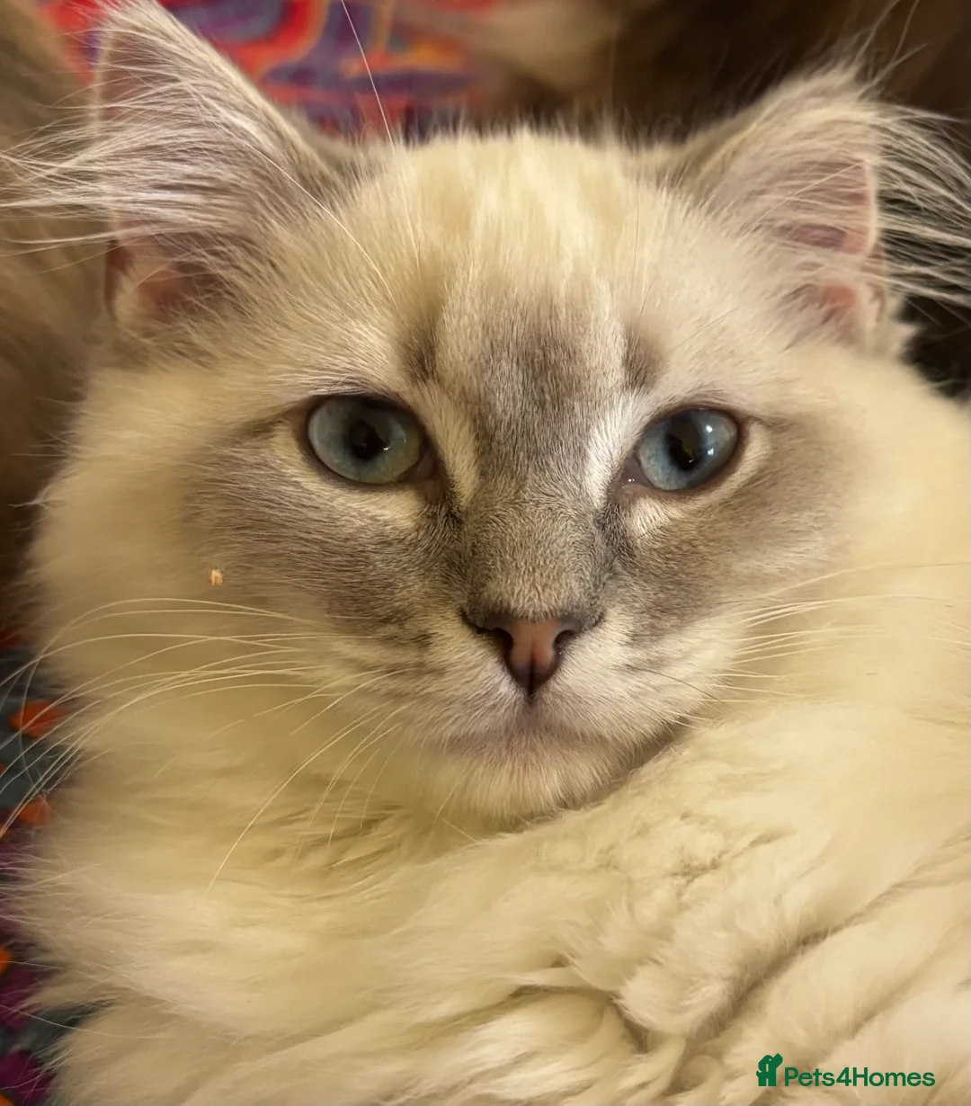 Ragdoll cats for sale: TICA reg blue point tabby mitted girl ragdoll in Fleet - Advert 1