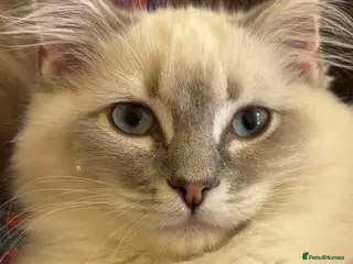 Ragdoll cats TICA reg blue point tabby mitted girl ragdoll - Advert 2