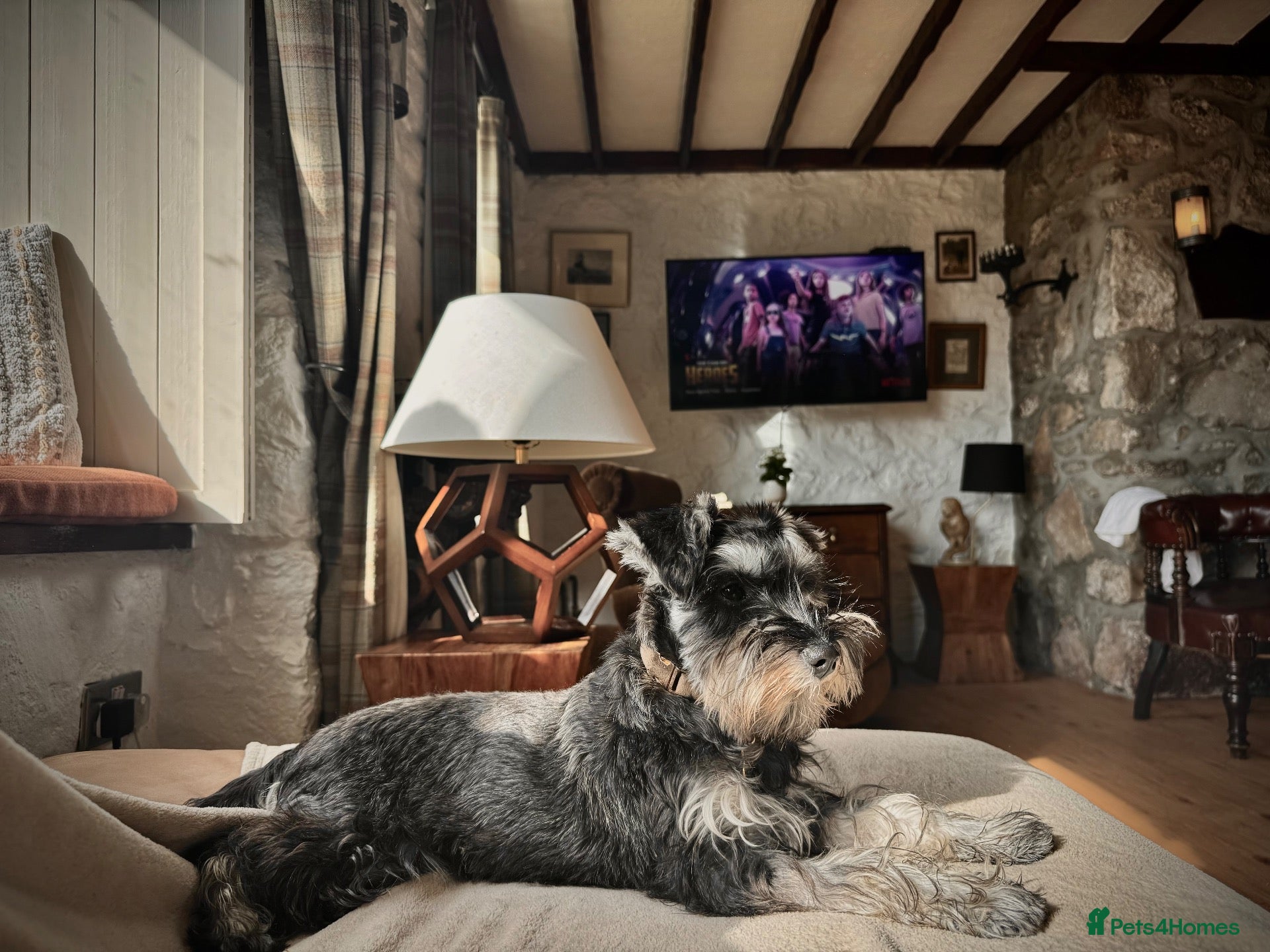 Miniature Schnauzer dogs Miniature Schnauzer Puppies 3 girls 3 boys.  - Advert 2
