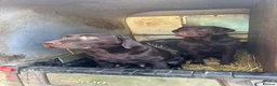 Labrador Retriever dogs for sale: Chocolate Labradors  - Advert 19