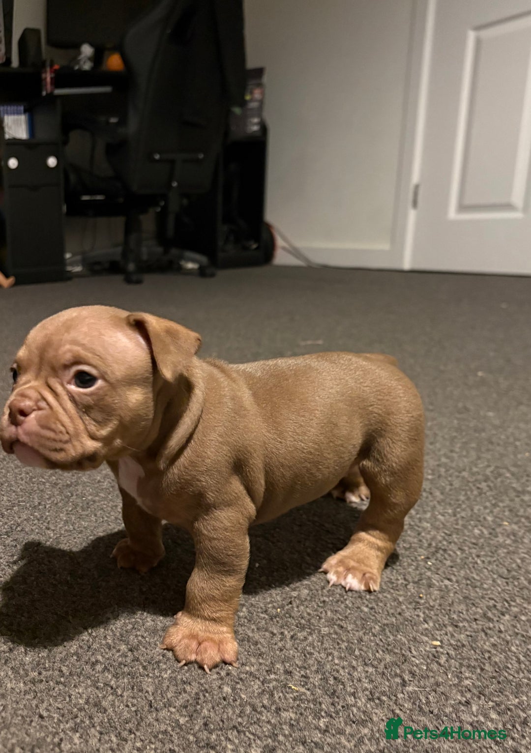 American Bully dogs for sale: Micro Bully puppies for sale!  - Advert 10
