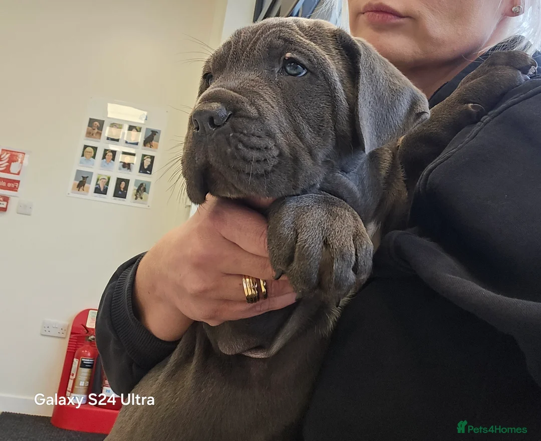 Cane Corso dogs for sale: Chunky cane corso pups - Advert 2