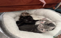 British Shorthair cats for sale: Kittens for sale  - Image 4