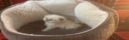 Persian cats for sale: 4 ADORABLE LITTLE CUTIE PIES, (READY 9TH JAN)  - Advert 13