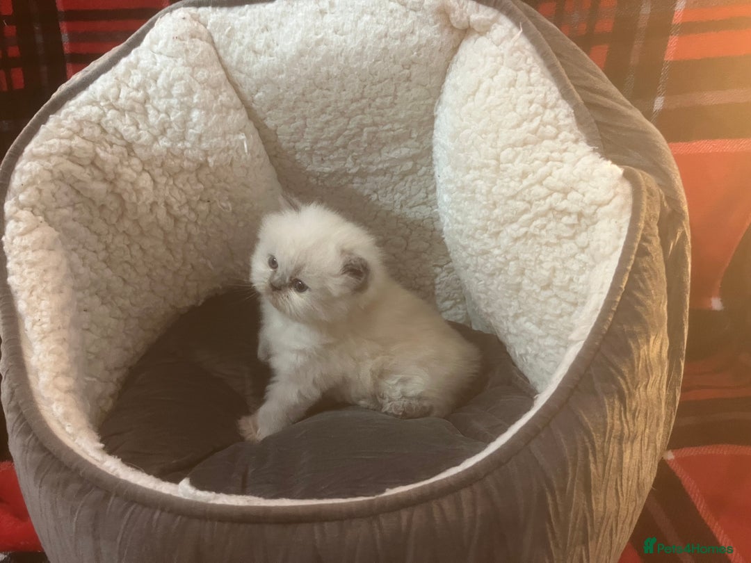 Persian cats for sale: 4 ADORABLE LITTLE CUTIE PIES, (READY 9TH JAN)  - Advert 13
