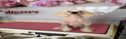 Mixed Breed dogs for stud: Schnoodle White Stud - Advert 5