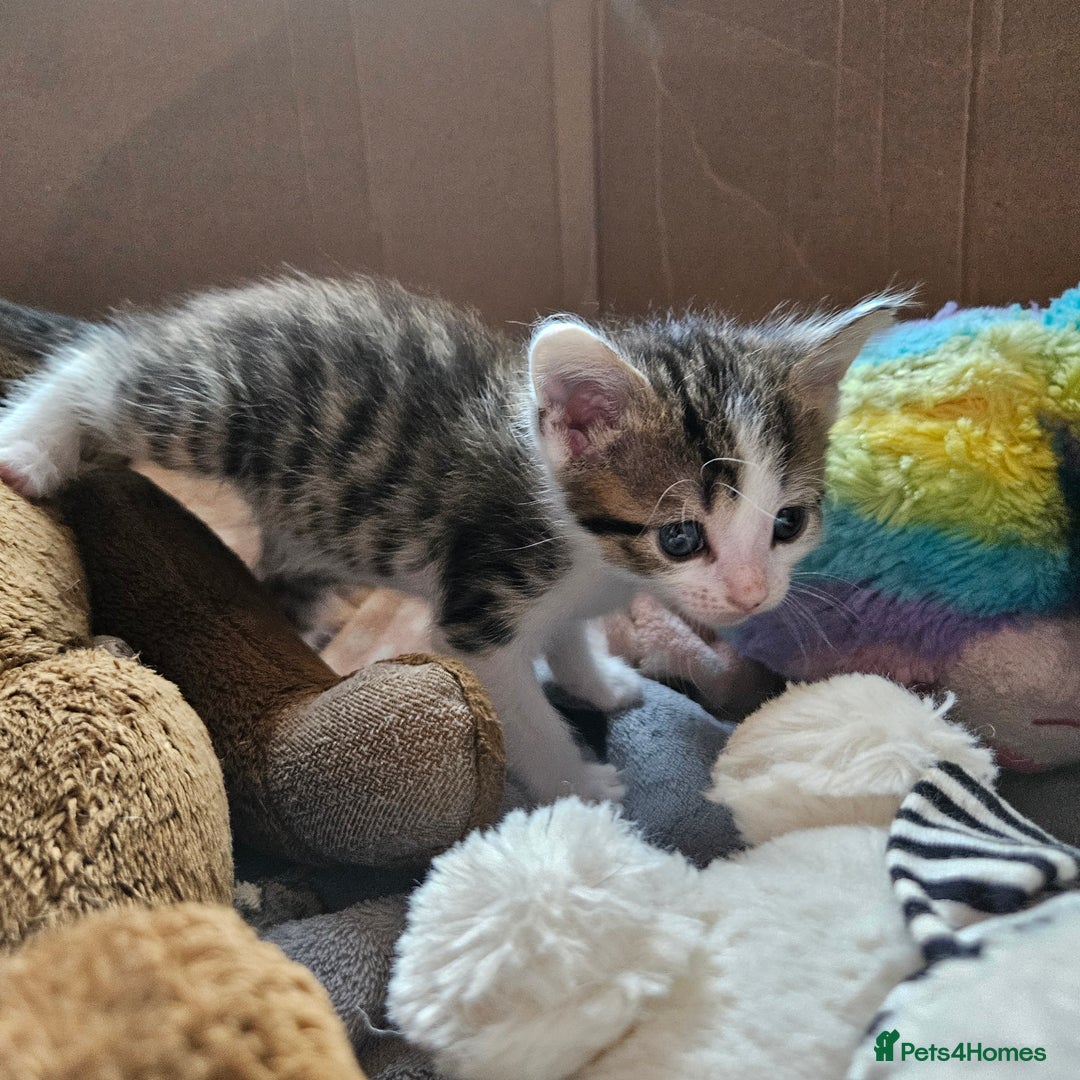 Domestic Shorthair cats for sale: 4 Gorgeous Kittens  - Image 10