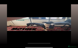 Lurcher dogs for sale: COLLIE WIPPET X SALUKI GREYHOUND PUP LAST ONE - Advert 1