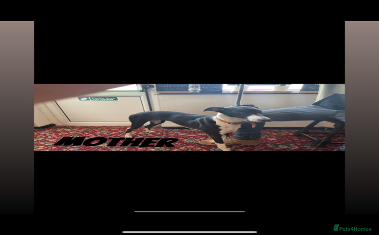 Lurcher dogs COLLIE WIPPET X SALUKI GREYHOUND PUP LAST ONE - Advert 3