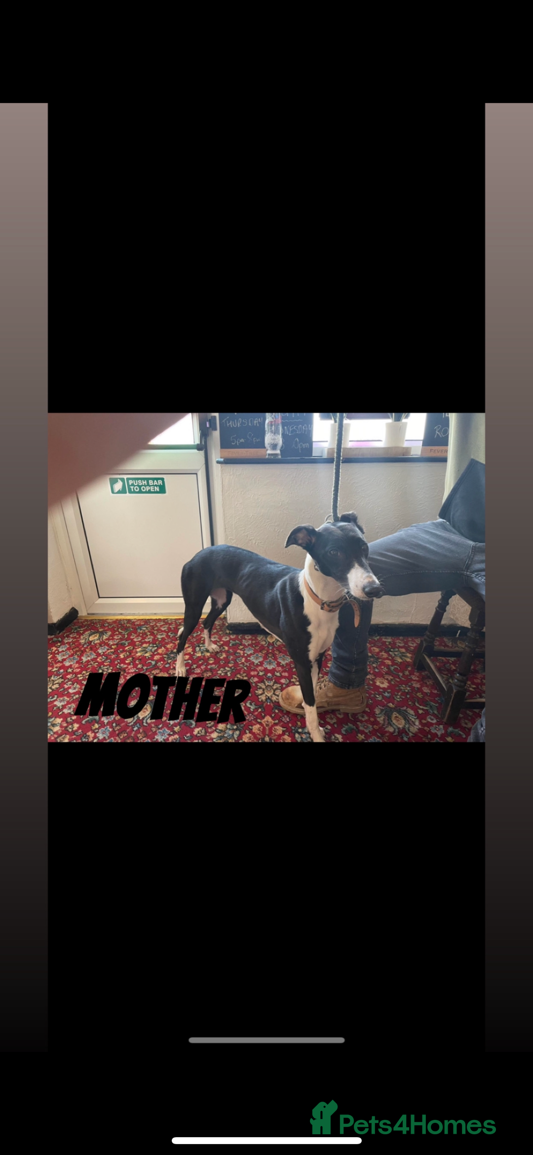 Lurcher dogs for sale: COLLIE WIPPET X SALUKI GREYHOUND PUP LAST ONE - Advert 1
