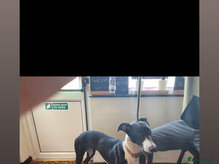 Lurcher dogs COLLIE WIPPET X SALUKI GREYHOUND PUP LAST ONE - Advert 5