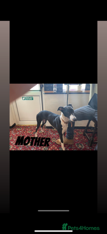 Lurcher dogs COLLIE WIPPET X SALUKI GREYHOUND PUP LAST ONE - Advert 1
